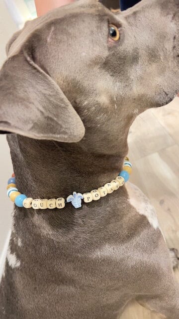 Our Service Dog, Quincy, and The Reason For Our Online Store Petbeadz Boutique: Friendship Necklaces For Your Real Best Friend
