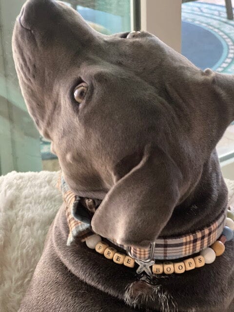 Our Service Dog, Quincy, and The Reason For Our Online Store Petbeadz Boutique: Friendship Necklaces For Your Real Best Friend