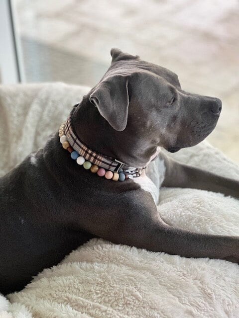Our Service Dog, Quincy, and The Reason For Our Online Store Petbeadz Boutique: Friendship Necklaces For Your Real Best Friend