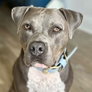 Our Service Dog, Quincy, and The Reason For Our Online Store Petbeadz Boutique: Friendship Necklaces For Your Real Best Friend
