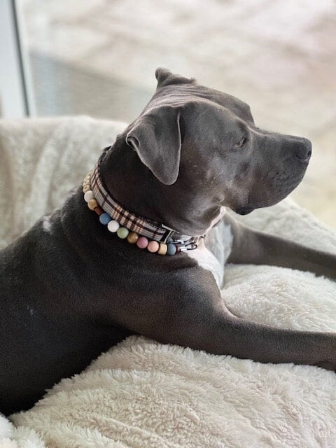 Our Service Dog, Quincy, and The Reason For Our Online Store Petbeadz Boutique: Friendship Necklaces For Your Real Best Friend 